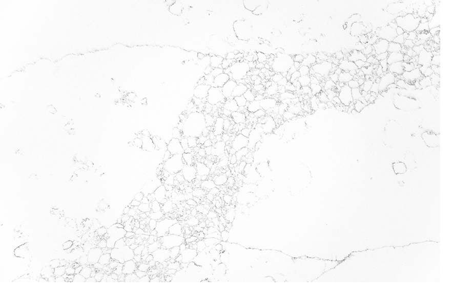 Top 3 Calacatta Quartz Varieties for a Luxurious Look 3 Stone Surfaces PMC1976